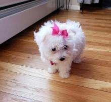Puppies for sale maltese - Belgium, Gant