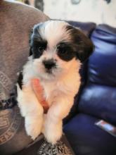 Puppies for sale lhasa apso - Slovenia, Novi Pazar