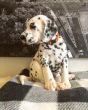 Puppies for sale dalmatian - Hungary, Miskolc