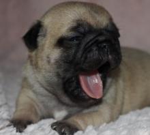 Puppies for sale pug - Cyprus, Limassol