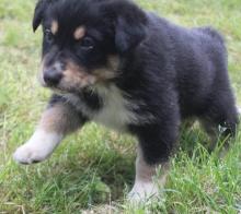 Puppies for sale german shepherd dog - Azerbaijan, Azerbaijan. Price 700 €