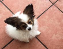 Puppies for sale papillon and phalene - Bulgaria, Rousse