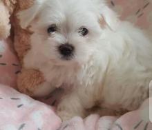 Puppies for sale maltese - Ireland, Cork