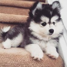 Puppies for sale other breed, pomsky - Ireland, Cork