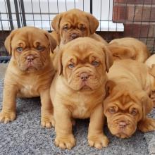 Puppies for sale other breed, dogue de bordeaux - Ireland, Cork