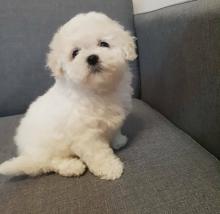 Puppies for sale maltese - Ireland, LIMERICK