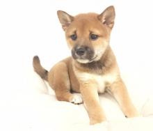 Puppies for sale , shiba inu - Belgium, Bruges