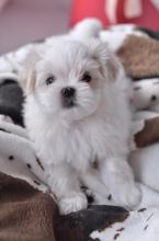 Puppies for sale maltese - Romania, Alexandria