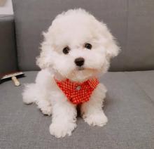 Puppies for sale maltese - Ireland, DROGHEDA