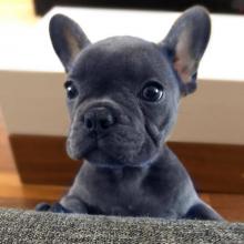 Puppies for sale french bulldog - Ireland, Cork