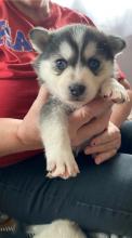 Puppies for sale , pomsky - Hungary, Miskolc