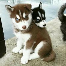 Puppies for sale other breed, siberian husky - Ukraine, Vinnitsa