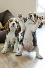 Puppies for sale beagle - Ireland, Cork