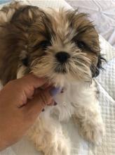 Puppies for sale shih tzu - Luxembourg, Luxembourg