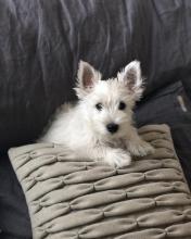 Puppies for sale west highland white terrier - Ireland, Dublin