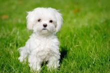 Puppies for sale maltese - Belgium, Bruges