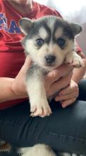 Puppies for sale , pomsky - Belgium, Brussels