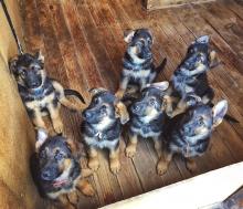 Puppies for sale german dog - Ireland, Cork