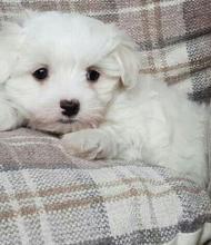 Puppies for sale maltese - Ireland, BELFAST