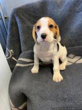 Puppies for sale beagle - Ireland, Limerick