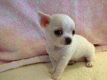 Puppies for sale chihuahua - Ireland, Dublin