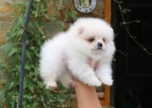 Puppies for sale , pomeranian - Belgium, Antwerp