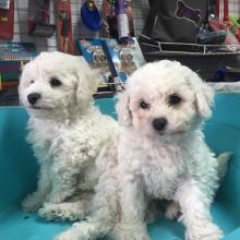 Puppies for sale bichon - Azerbaijan, Lankaran