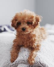 Puppies for sale other breed, co - Ireland, Cork