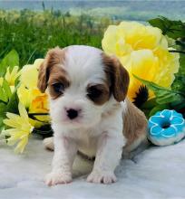 Puppies for sale king charles spaniel - Moldova, Bender