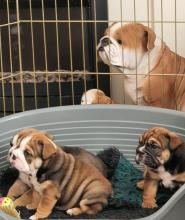 Puppies for sale english bulldog - Ireland, Cork