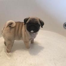 Puppies for sale pug - Ireland, Cork