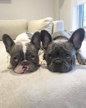 Puppies for sale french bulldog - Ireland, Dublin