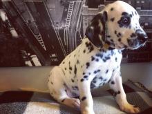 Puppies for sale dalmatian - Ireland, Cork