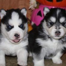 Puppies for sale other breed, siberian husky - Ireland, Cork