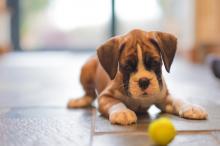 Puppies for sale boxer - Ireland, Cork