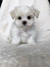 Puppies for sale maltese - Ireland, BELFAST