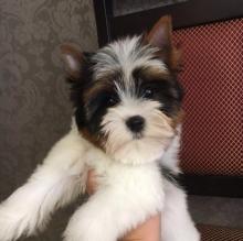 Puppies for sale other breed, biewer yorkie - Russia, Kazan