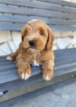 Puppies for sale , cockapoo - Russia, Irkutsk