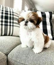 Puppies for sale shih tzu - Bulgaria, Plovdiv