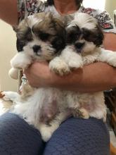 Puppies for sale shih tzu - Finland, Pori. Price 250 €