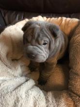 Puppies for sale shar pei - USA, Colorado