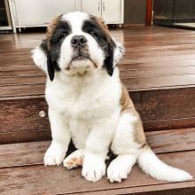 Puppies for sale other breed, saint bernard - Ireland, Cork