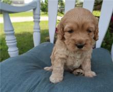 Puppies for sale , cockapoo - Sweden, Stockholm