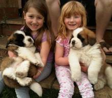 Puppies for sale other breed, saint bernard - Belgium, Charleroi