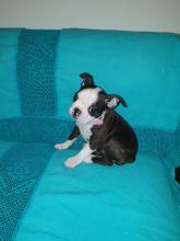 Puppies for sale boston terrier - Estonia, Narva