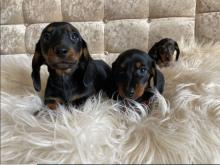 Puppies for sale dachshund - Luxembourg, Luxembourg