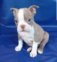 Puppies For Sale Boston Terrier Sweden Kalmar