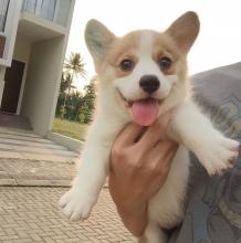 Puppies for sale , pembroke welsh corgi - Ukraine, Odessa