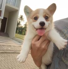 Puppies for sale , pembroke welsh corgi - Latvia, Jurmala