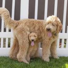 Puppies for sale , goldendoodle - Turkmenistan, Dashoguz